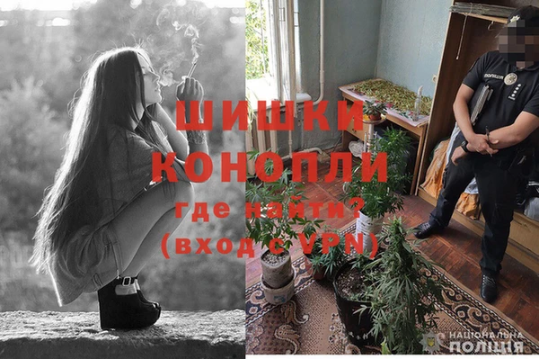 сатива Беломорск