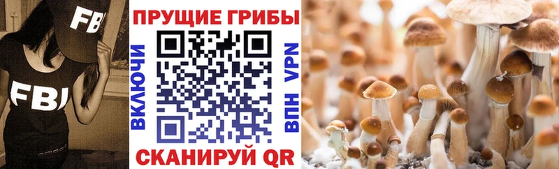 где можно купить   Бородино  Псилоцибиновые грибы мухоморы 